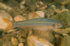 USAEC Photo