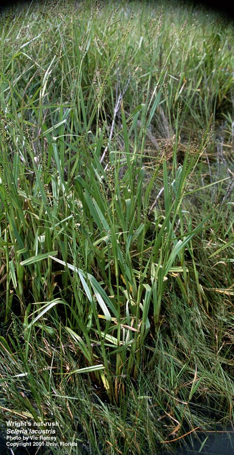 Wright's nut-rush (Scleria lacustris)