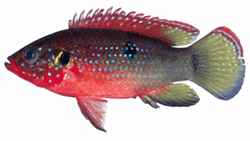 African jewelfish (Hemichromis letourneuxi)