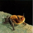 Northern Long-eared Bat (Myotis septentrionalis).