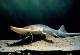 Image of a Pallid sturgeon