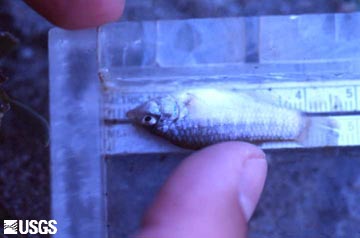 Image of desert pupfish (Cyprinodon macularius)