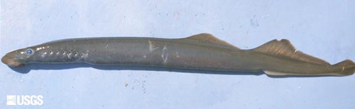 Adult Pacific lamprey captured at Bonneville Dam and held in captivity for olfactory sensitivity exp