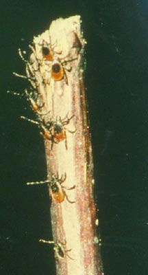Image of ticks as lyme disease vectors.