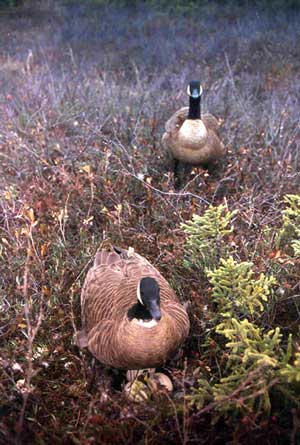 A nesting pair of Canada geese in an Anchorage wetland