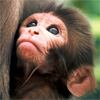 image of a monkey