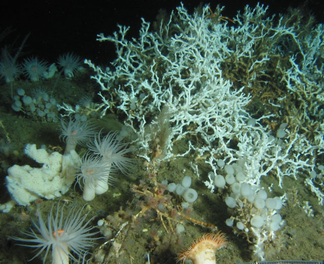 Lophelia reef diversity image