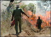 Prescribed Burns During SAFARI