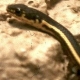 Alameda whipsnake. Photo credit: U.S. Fish and Wildlife Service