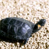 Bog turtle (Glyptemys muhlenbergii)