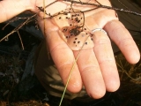 Jefferson salamander eggs. Photo credit: USGS