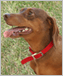 Photo of a dachshund.