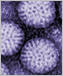 Cluster of round rotavirus particles.