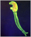 Image of a long, glowing flatworm.