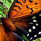 Army training lands provide refuge for rare butterfly