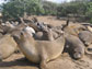 Photo of juvenile northern elephant seals on the beach at Ano Nuevo.