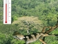 Picture of the lizard Enyalius leechi over the Amazon rainforest.