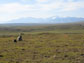 Photo of a researcher collecting soil samples at the Arctic LTER site.