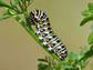 Photo of an Anise Swallowtail larva.