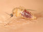 Photo of the Northern House mosquito.