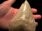 shark tooth