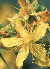 photo of the plant St. John's wort