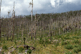 Figure 8-7a Photo of lodgepole pine forest 8 years after fire.