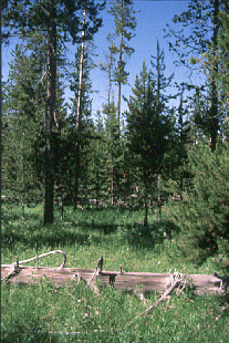 Figure 8-7b Photo of lodgepole pine forest 80-150 years after fire.