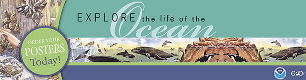 Explore the life of the Ocean