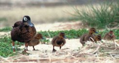 Duck-family
