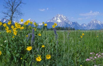 Yellowstone park landscape of green grass, flowers, and mountains