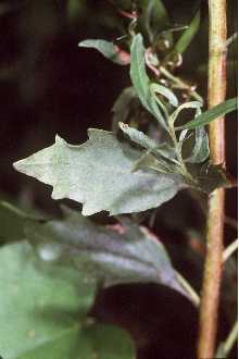 Photo of Baccharis halimifolia L.