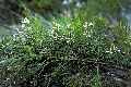 View a larger version of this image and Profile page for Baccharis halimifolia L.