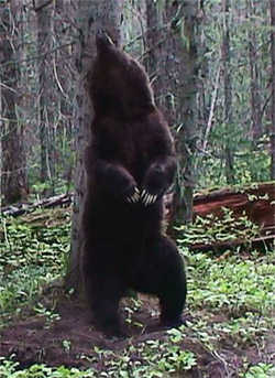 bear rubbing against tree