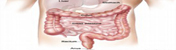 Sistema gastrointestinal.