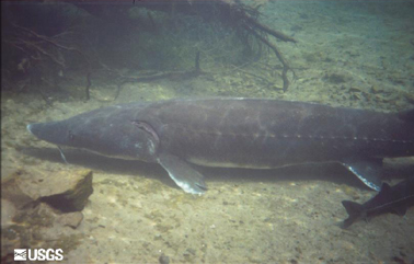 White sturgeon (Acipenser transmontanus).