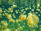 Jellyfish Lake in Palau