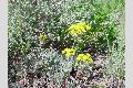 View a larger version of this image and Profile page for Eriogonum umbellatum Torr.