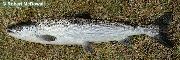 Image of atlantic salmon (salmo salar)