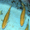 image of fish