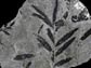 Photo of ancient fossil leaves.