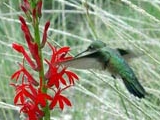 Broad-tailed Hummingbird female (Selasphorus platycerus)