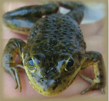 image of a frog (anura)