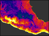 Mass Mortality of Monarchs in Mexico