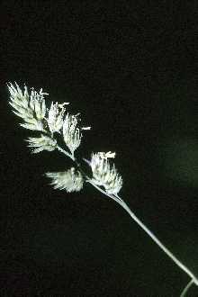 Photo of Dactylis glomerata L.