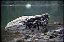 A large boulder (nicknamed Mearns Rock) in Prince William Sound, Alaska, which is being monitored for recovery from the Exxon Valdez oil spill.