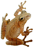 Hyla crucifer - Spring peeper