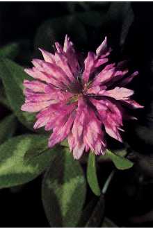 Photo of Trifolium pratense L.