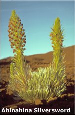 Image of Haleakala silversword (Argyroxiphium sandwicense macrocephalum)