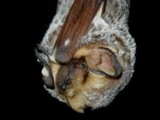 Hoary bat (Lasiurus cinereus). Photo credit: Paul Cryan and Keith Geluso